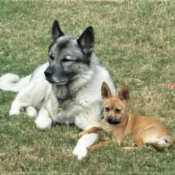 Meet your Posher, Darcy - Picture 6 of 6